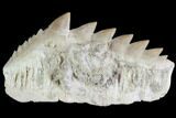 Fossil Cow Shark (Hexanchus) Tooth - Morocco #92623-1